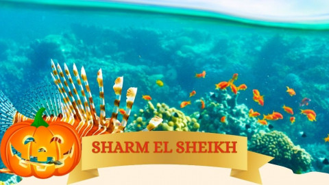 2025 sharm el sheikh festivita bari halloween IN31
