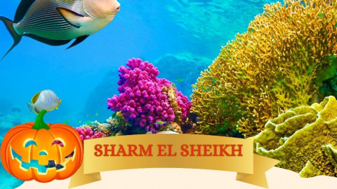 2025 sharm el sheikh festivita milano halloween IN31