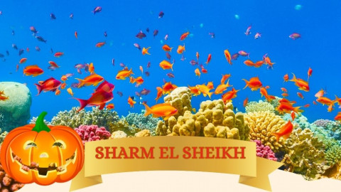 2025 sharm el sheikh festivita napoli halloween IN31