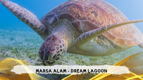 2026 marsa alam da roma dream T IN31