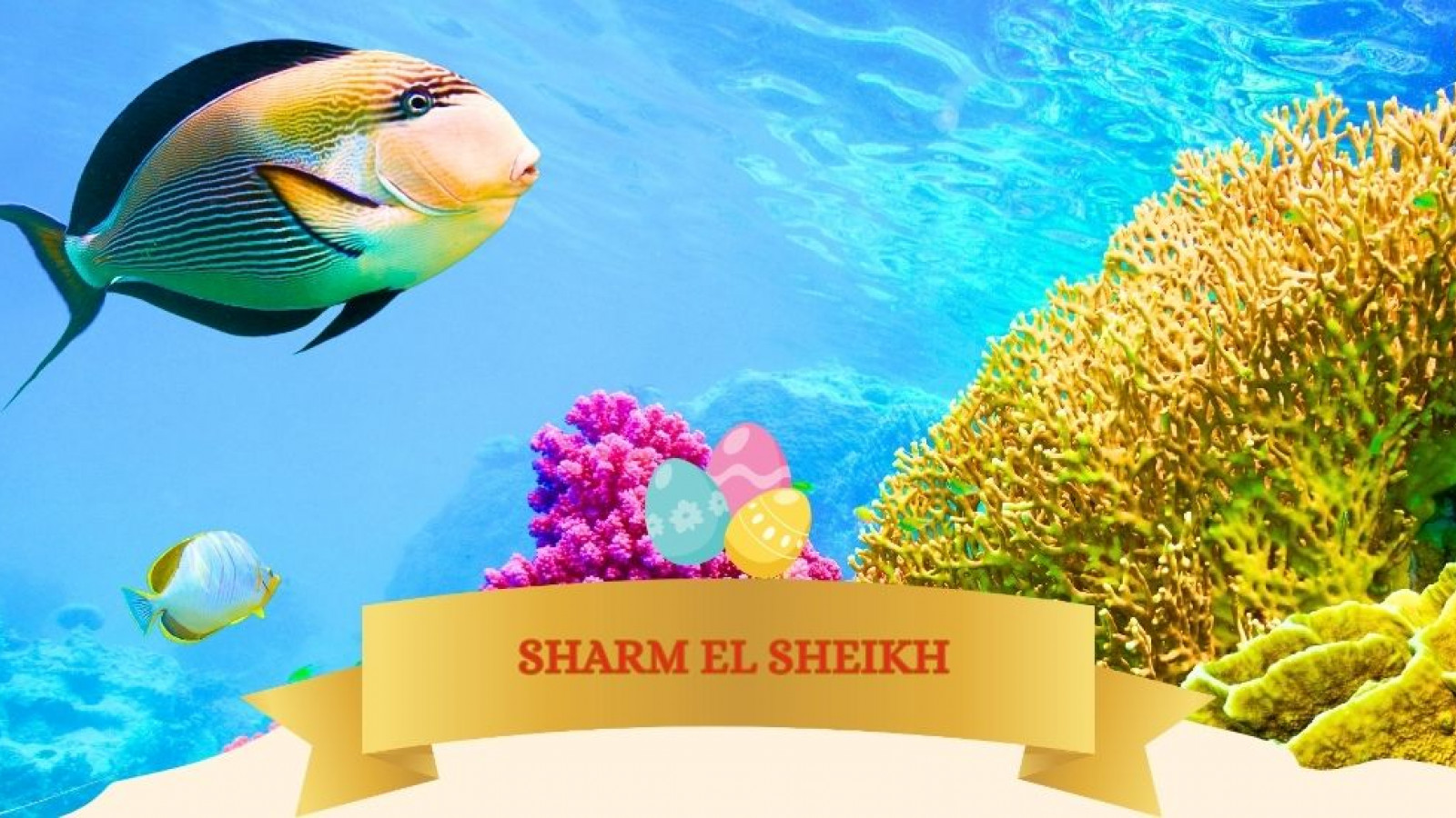 2026 sharm el sheikh T ponti milano IN31