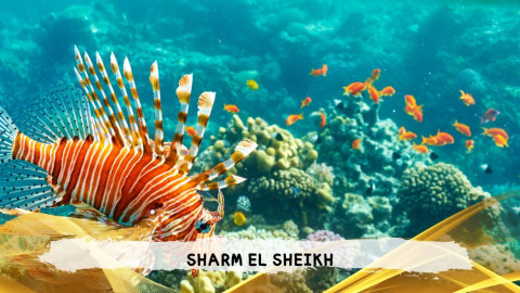 2026 sharm el sheikh da bologna T IN31