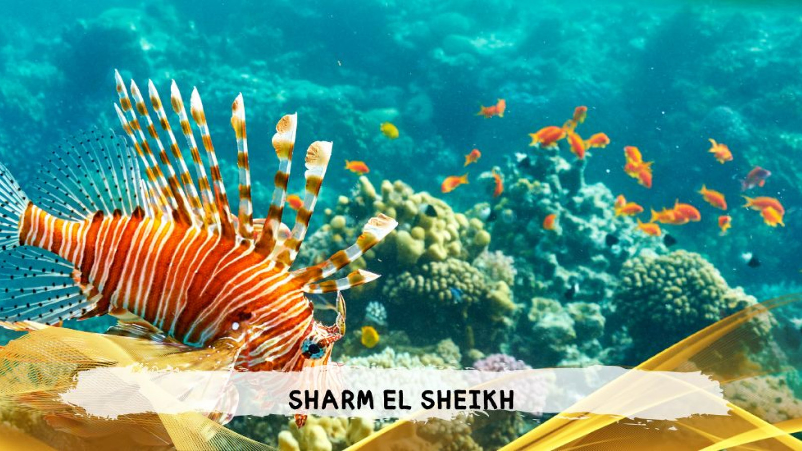 2026 sharm el sheikh da bologna T IN31
