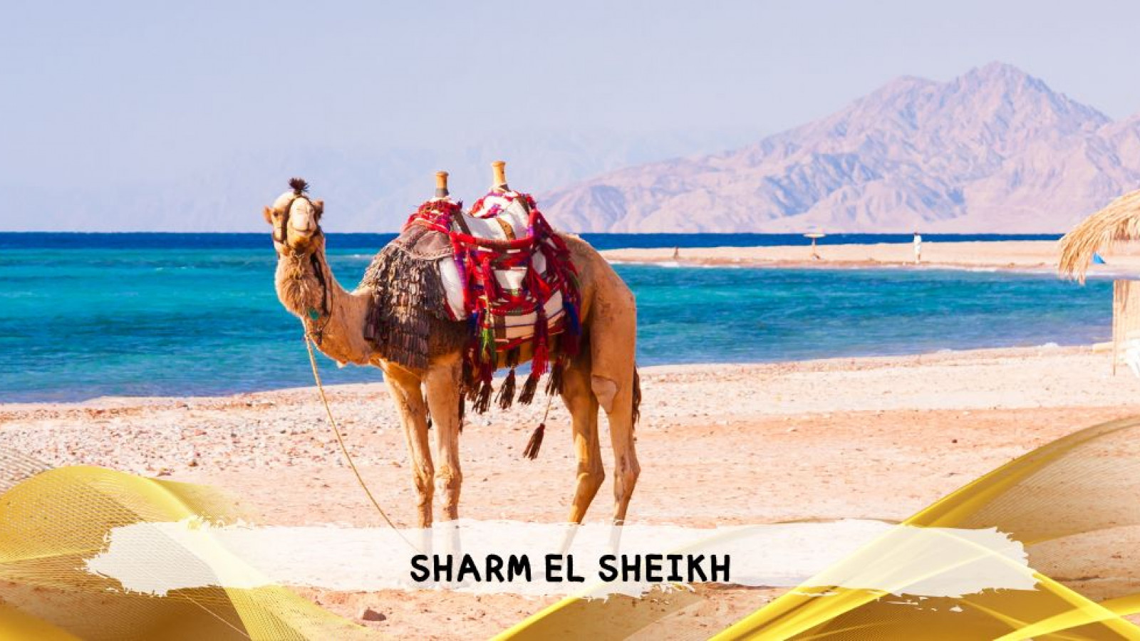 2026 sharm el sheikh da roma queen T IN31