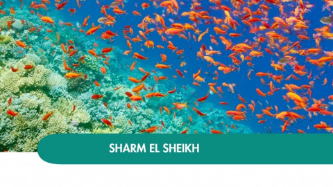 2026 sharm el sheikh halloween T IN31